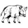 BOAR0003